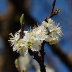 Kirschblüten