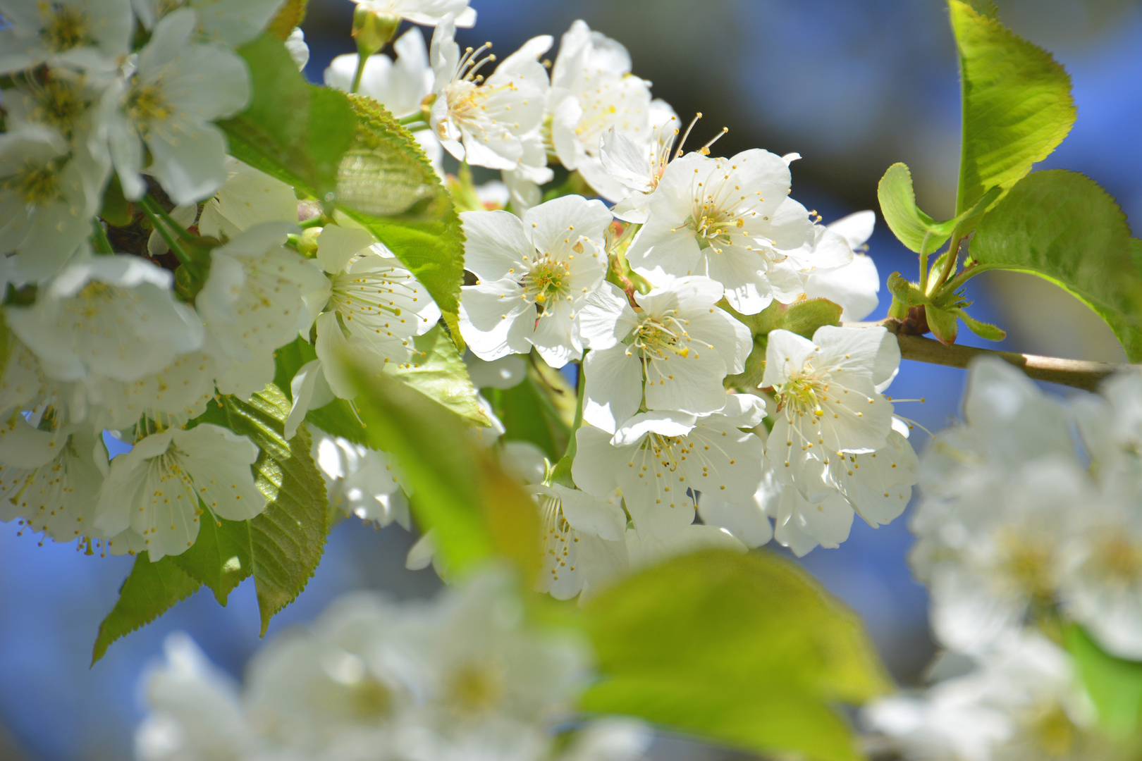 Kirschblüten