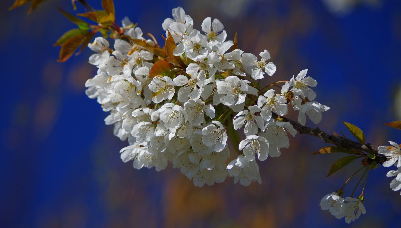 Kirschblüten