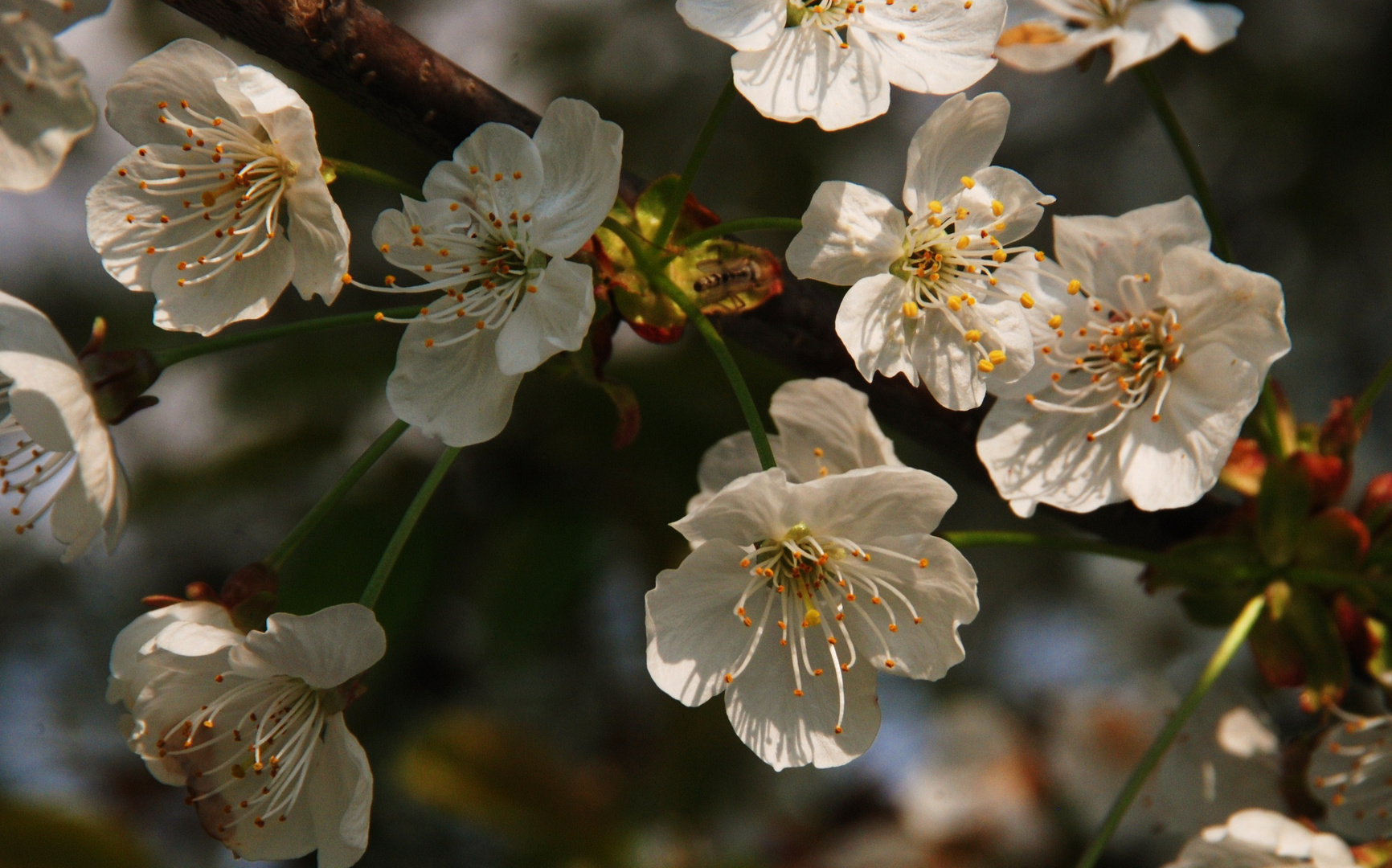 Kirschblüten