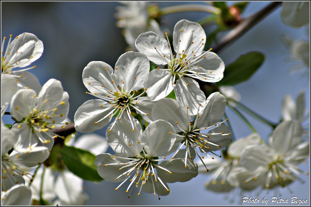 Kirschblüten 2