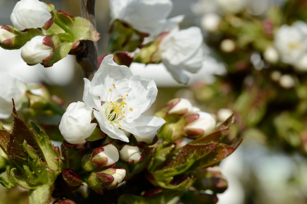 Kirschblüten 2