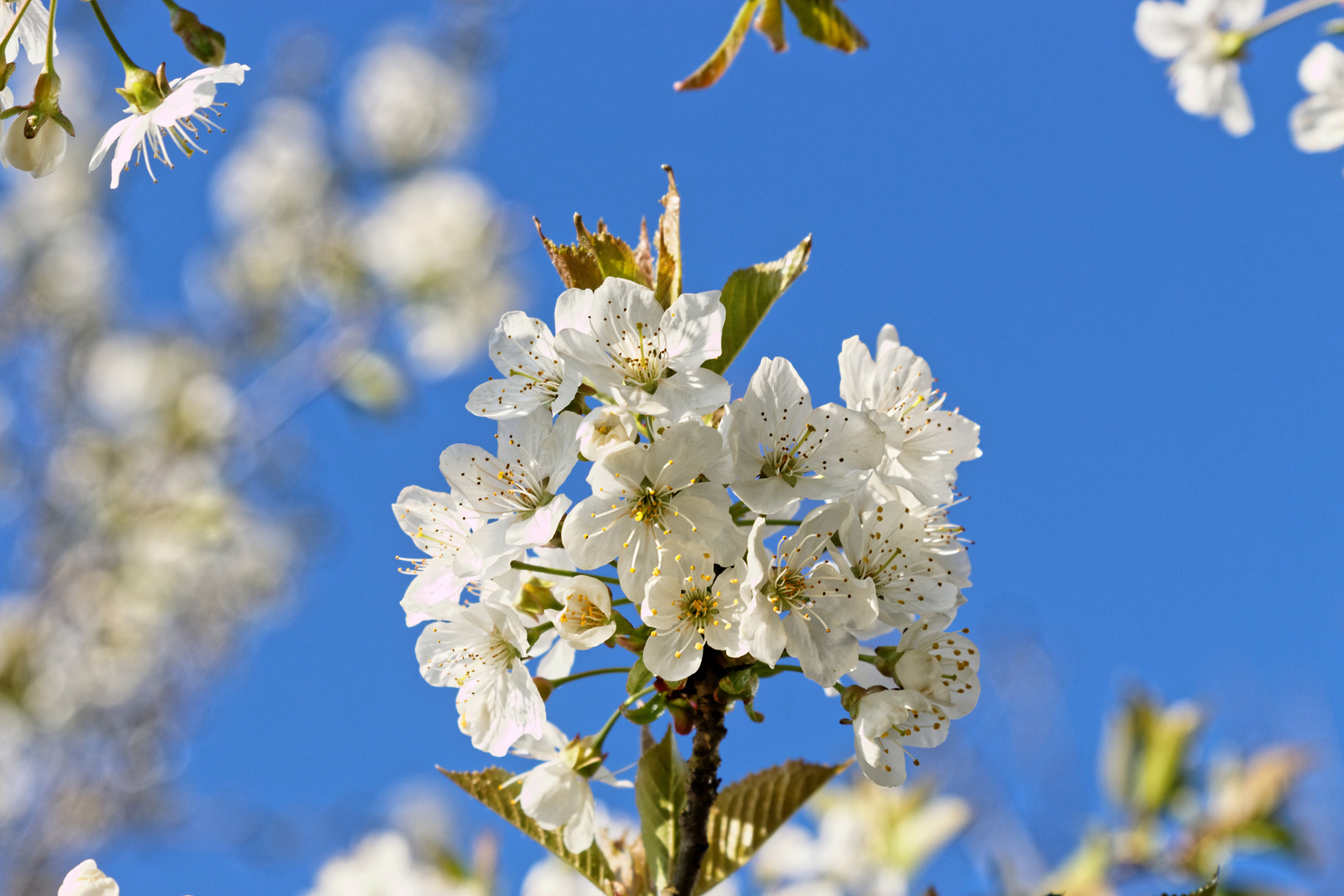 Kirschblüten 2