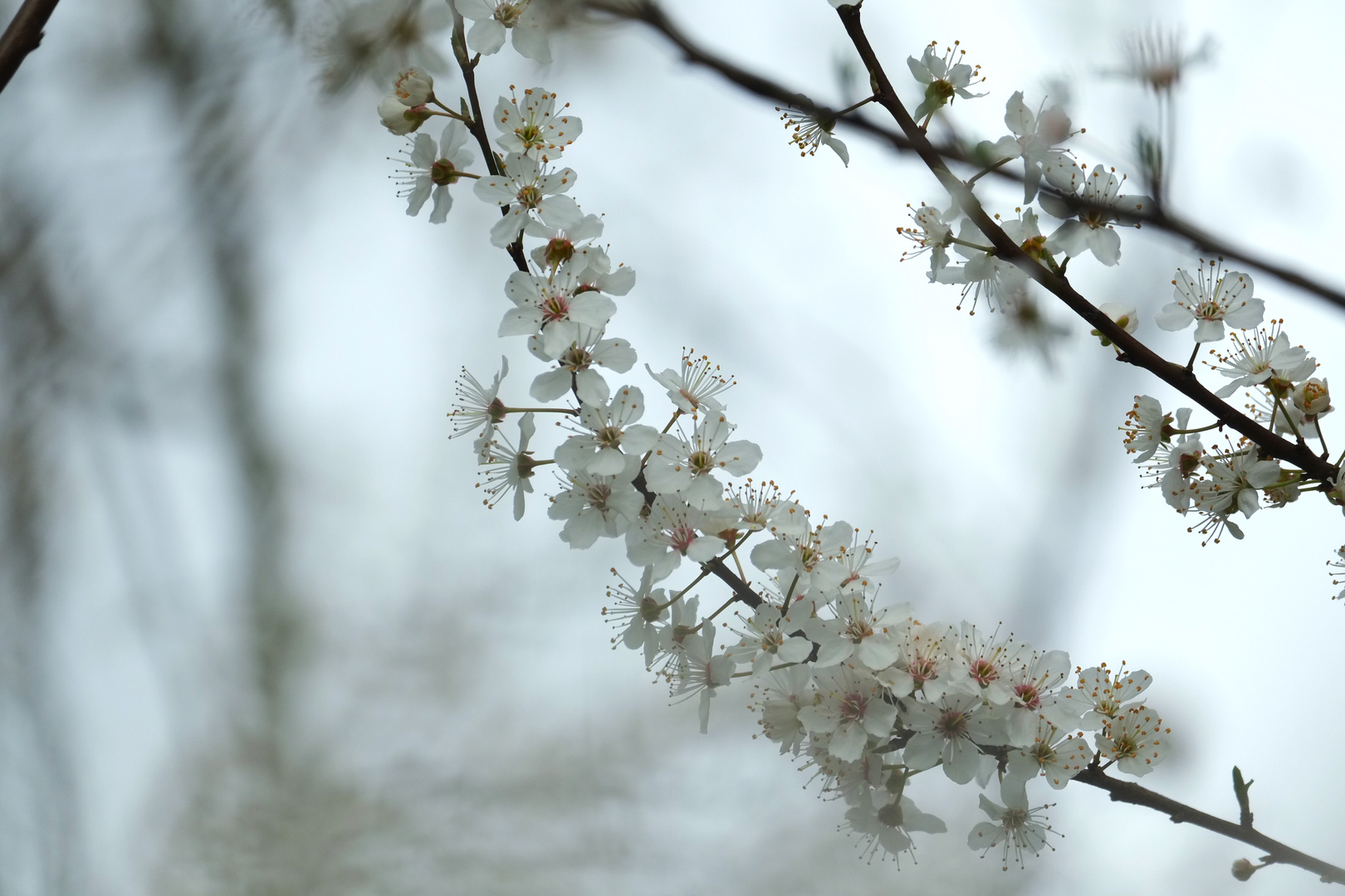 Kirschblüten (2)