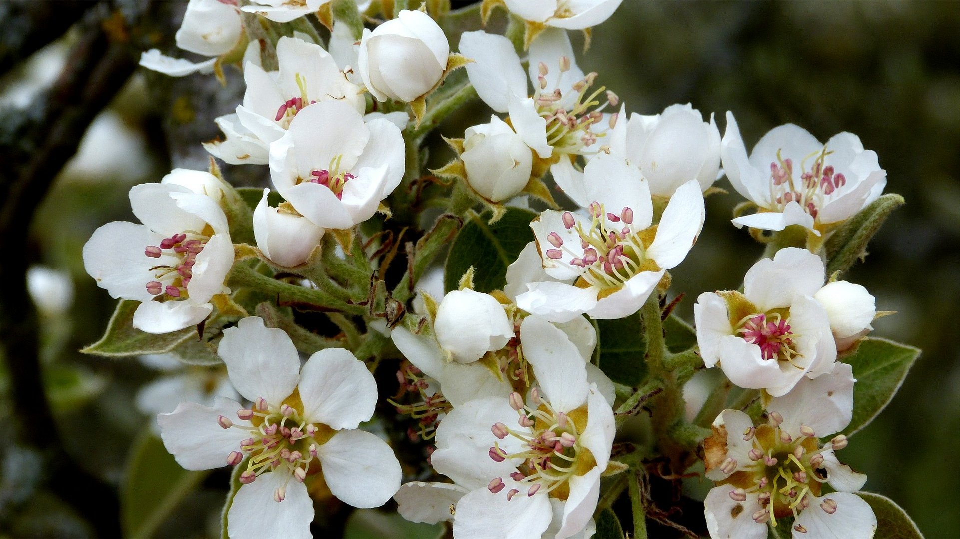 Kirschblüten 2