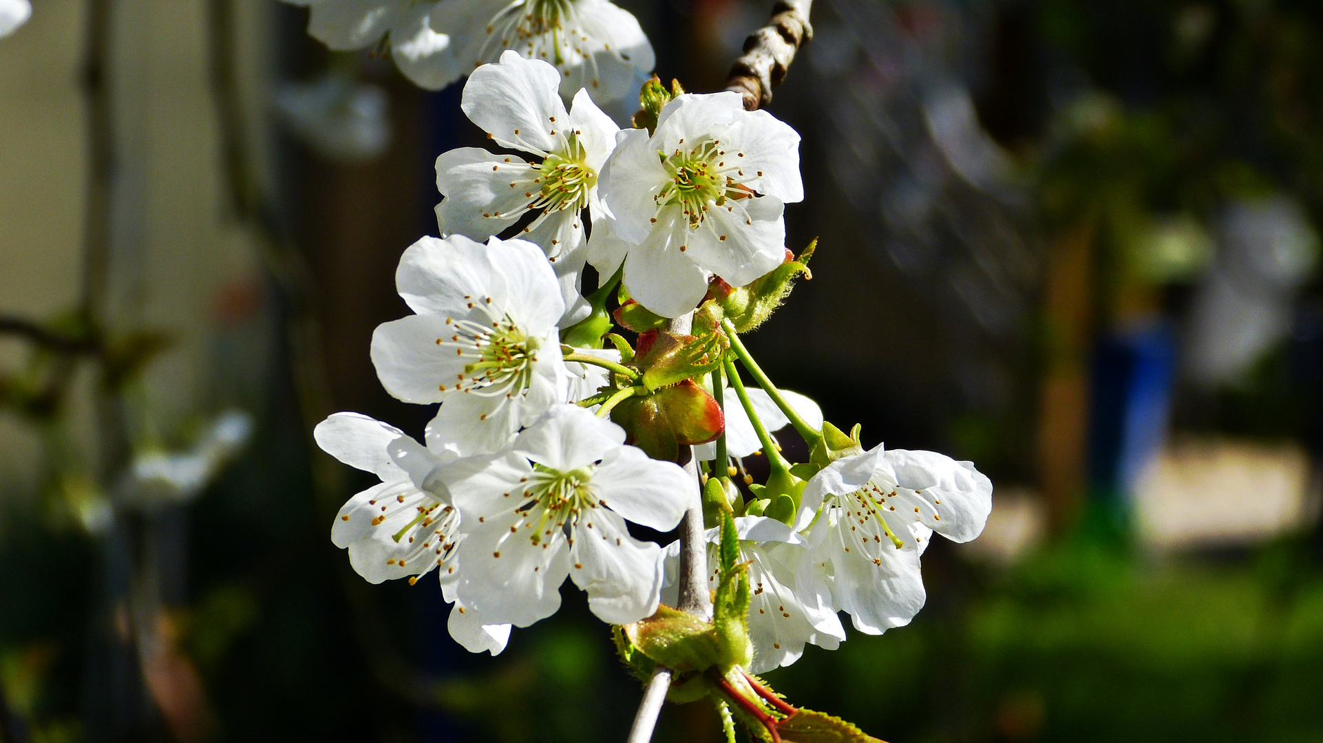Kirschblüten 2