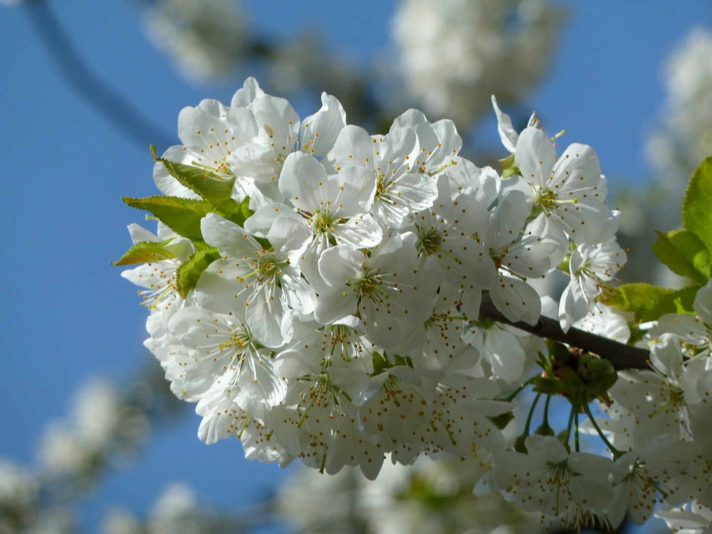 Kirschblüten 2