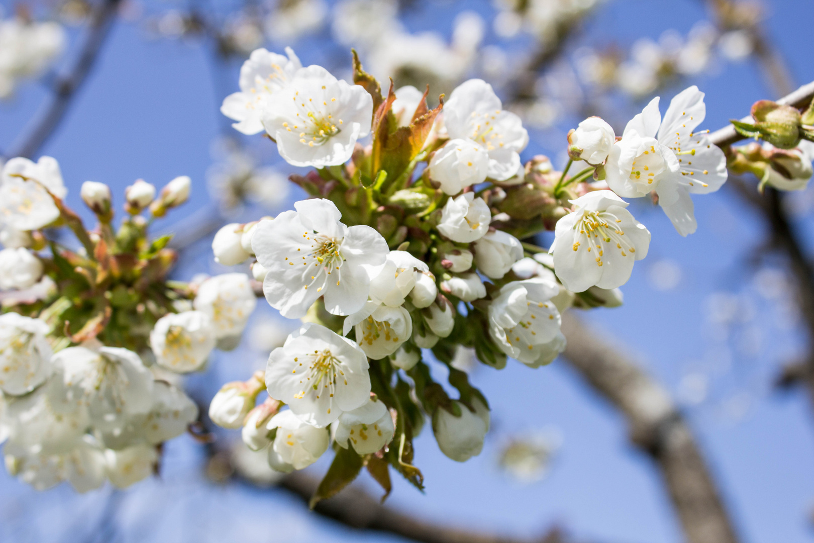 Kirschblüten 2013