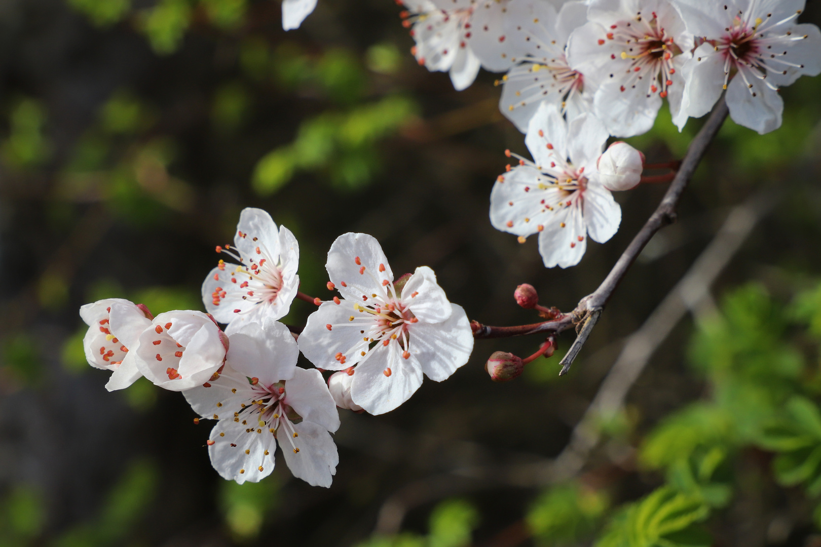 Kirschblüten (2019_03_23_EOS 6D Mark II_0937_ji)