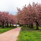 Kirschblüten 2021 / 16.05.2021 / 01