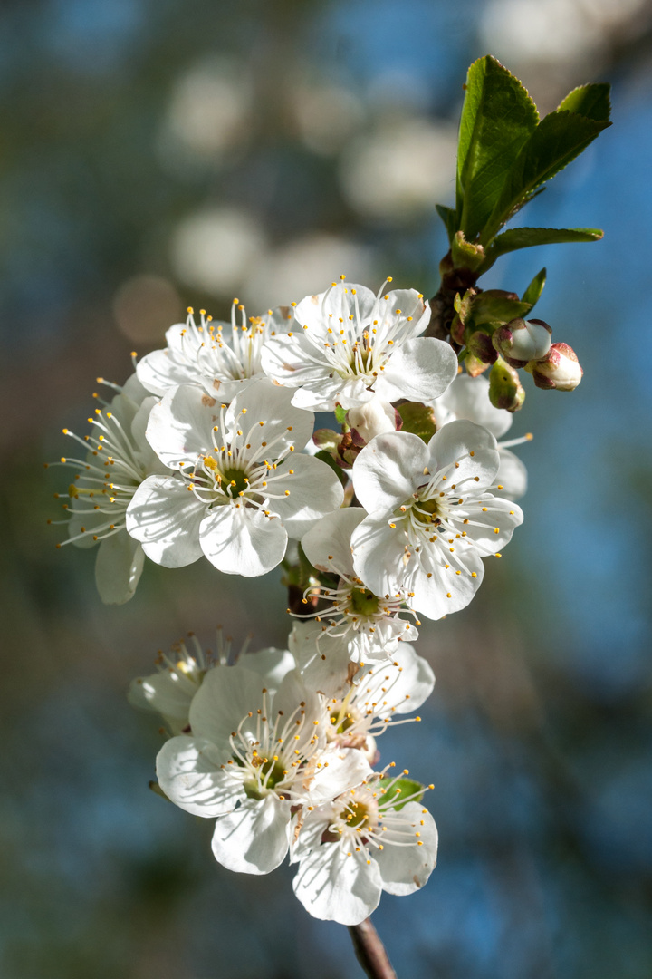 Kirschblüten 2022