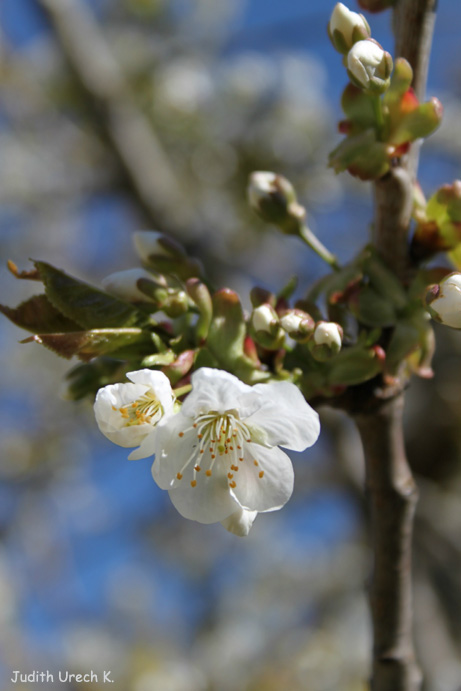 Kirschblüten