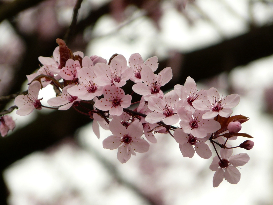 Kirschblüten