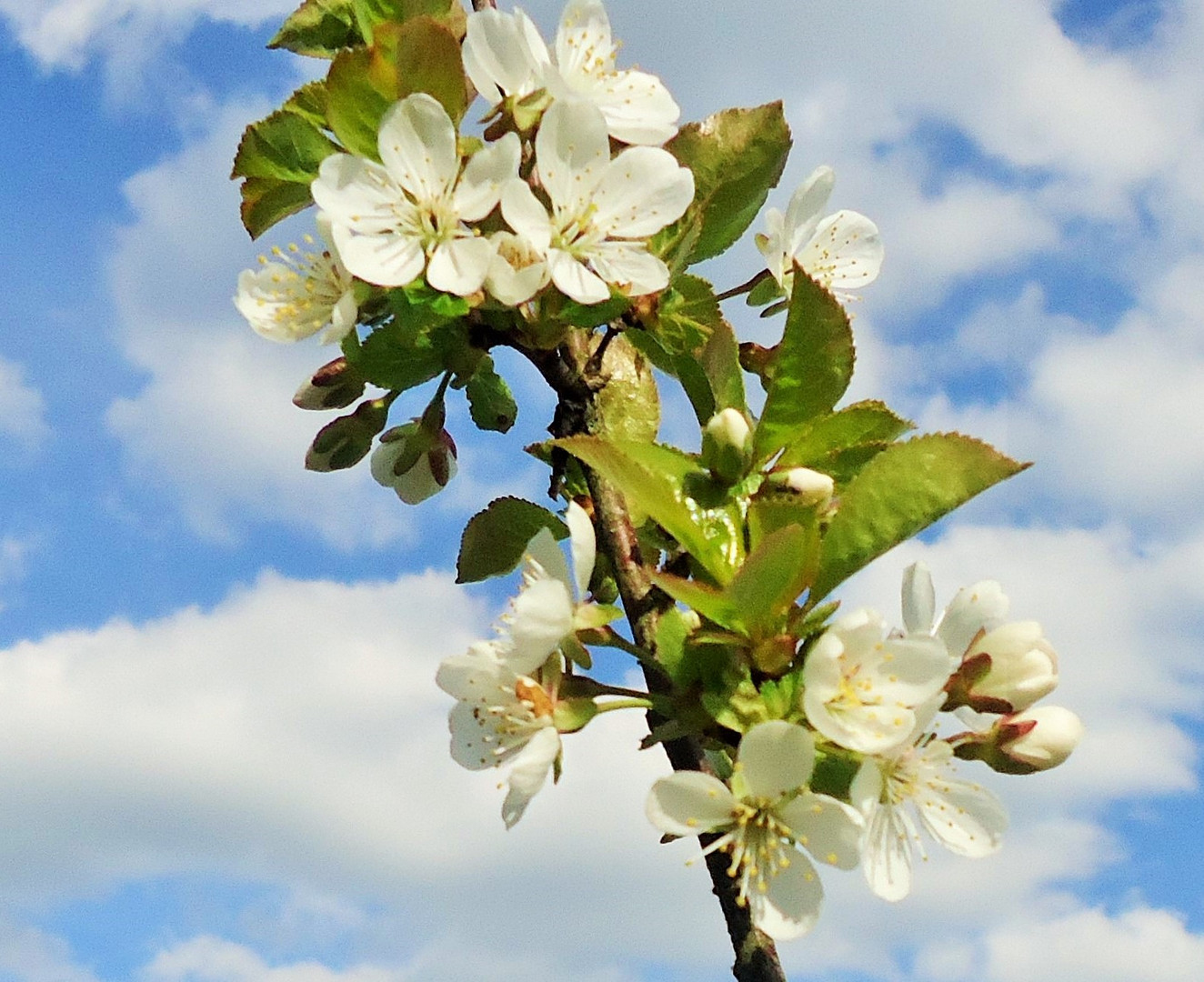 Kirschblüten