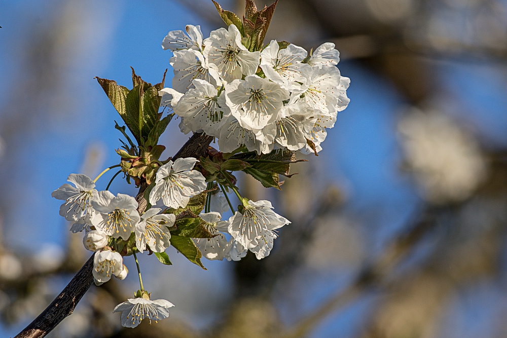 Kirschblüten 