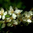 Kirschblüten