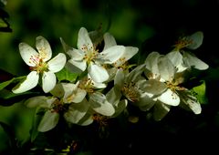 Kirschblüten