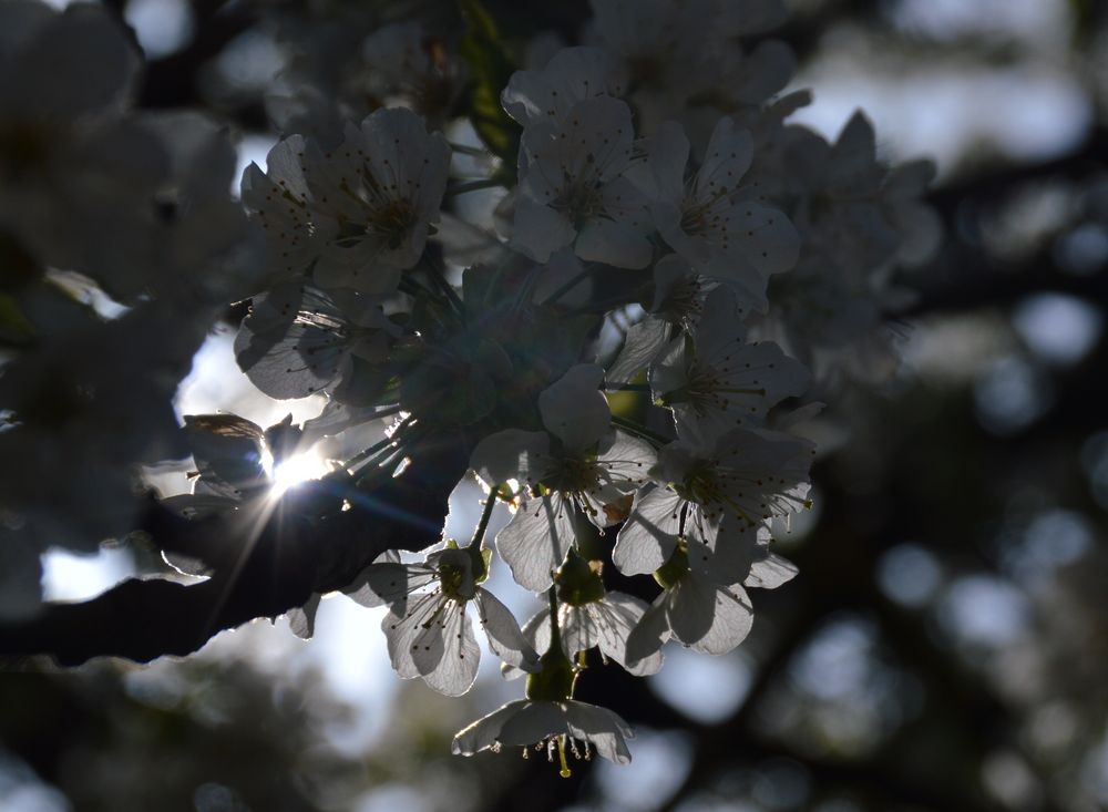 Kirschblüten