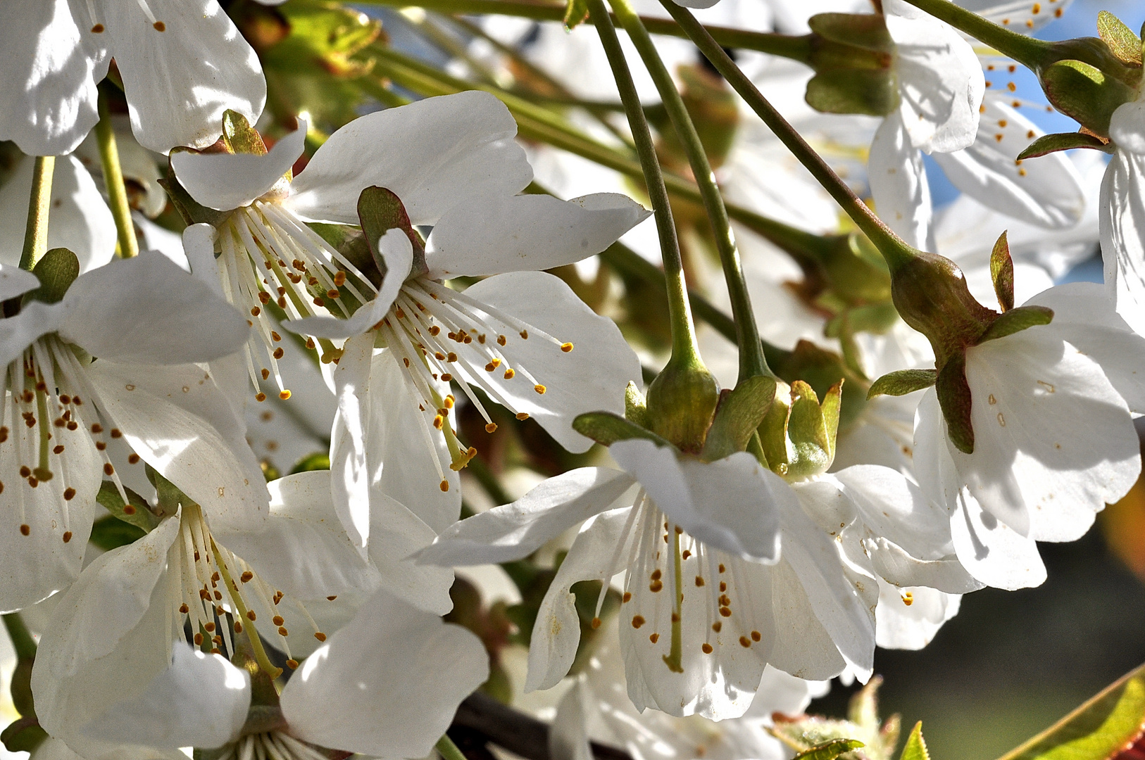 Kirschblüten