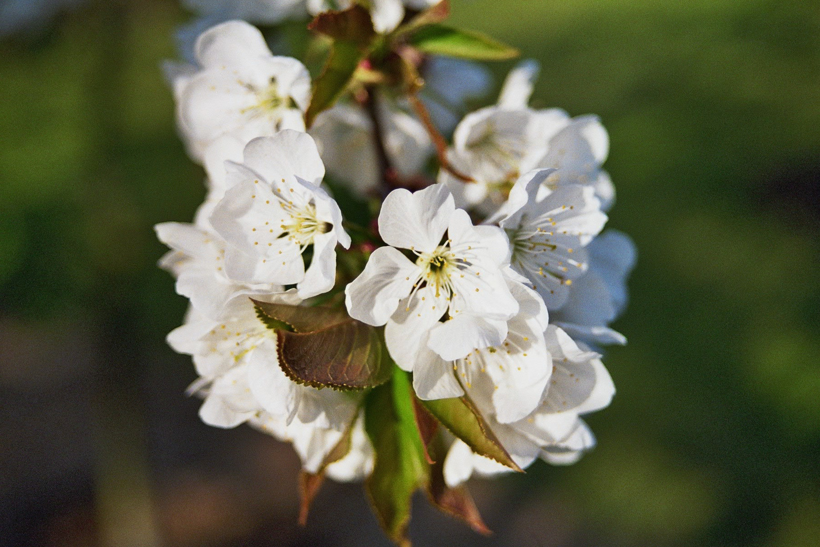 Kirschblüten