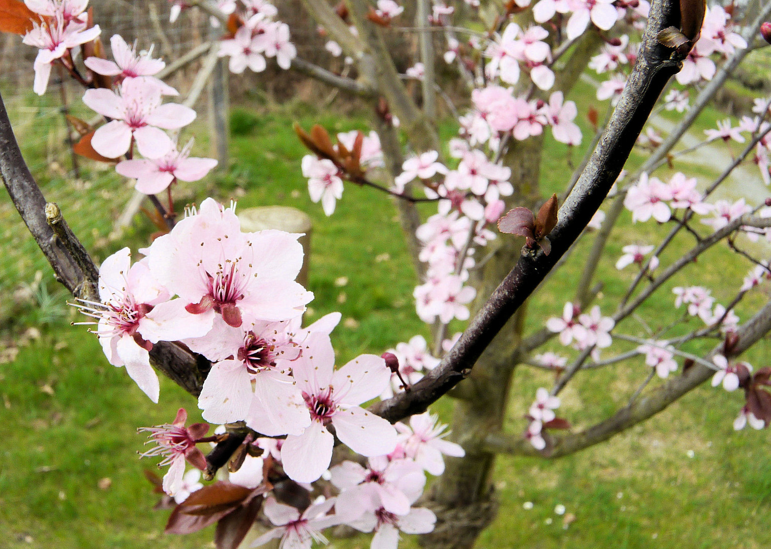 Kirschblüten