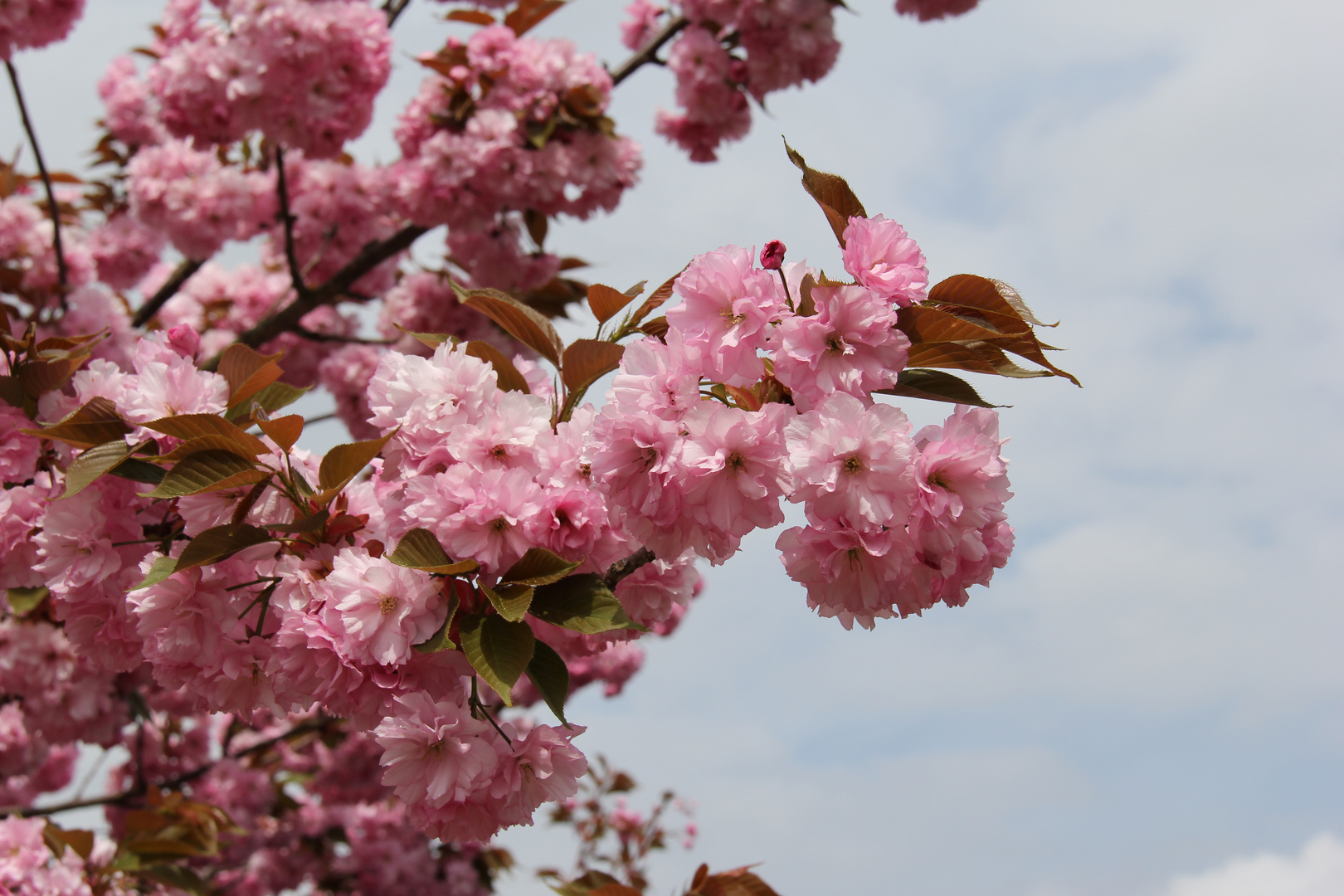 Kirschblüten