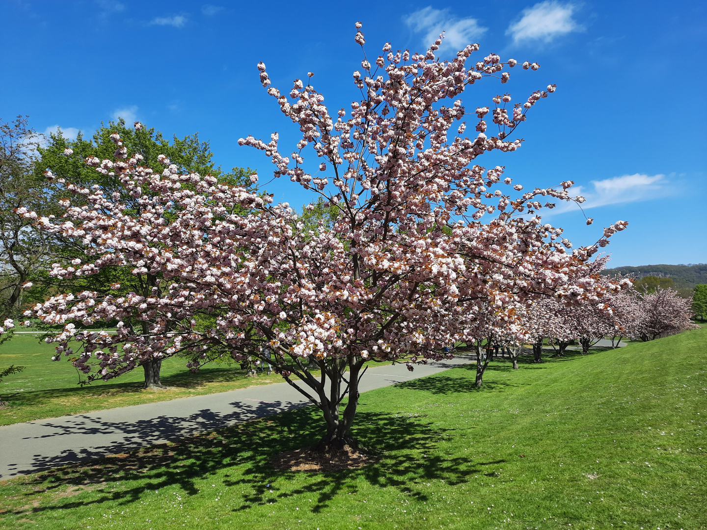 Kirschblüten