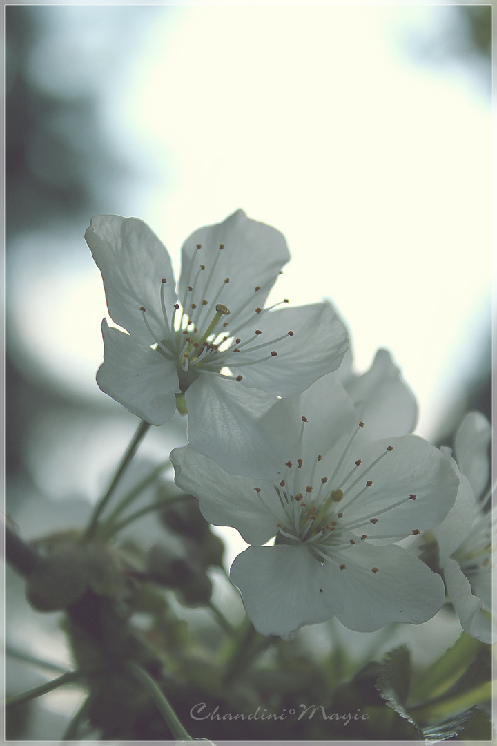 Kirschblüten