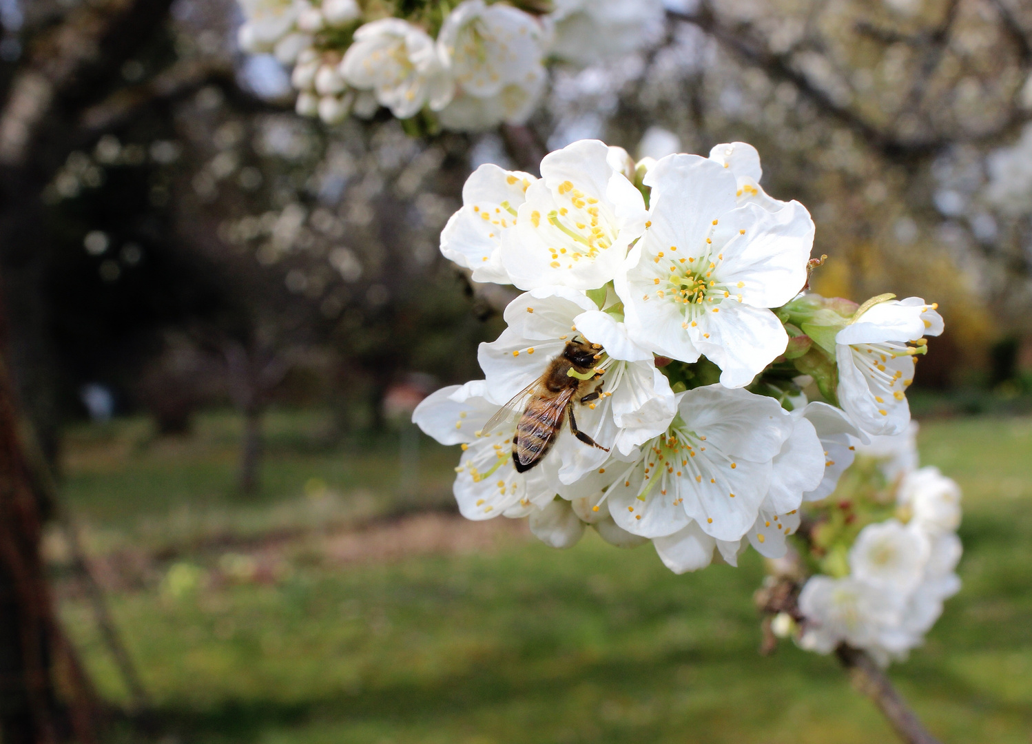 Kirschblüten