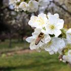 Kirschblüten