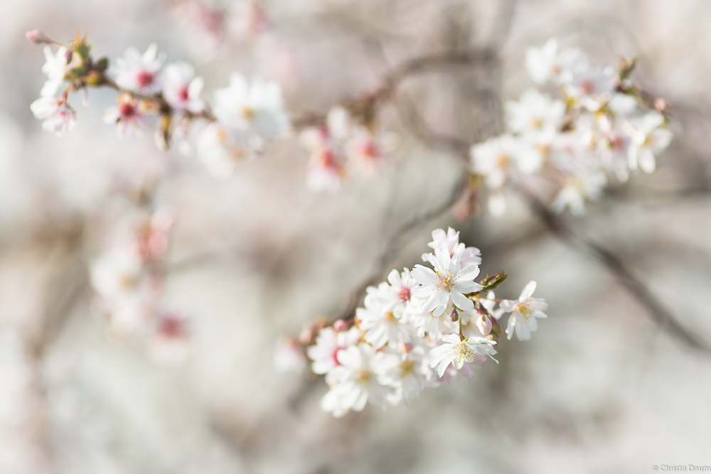 Kirschblüten