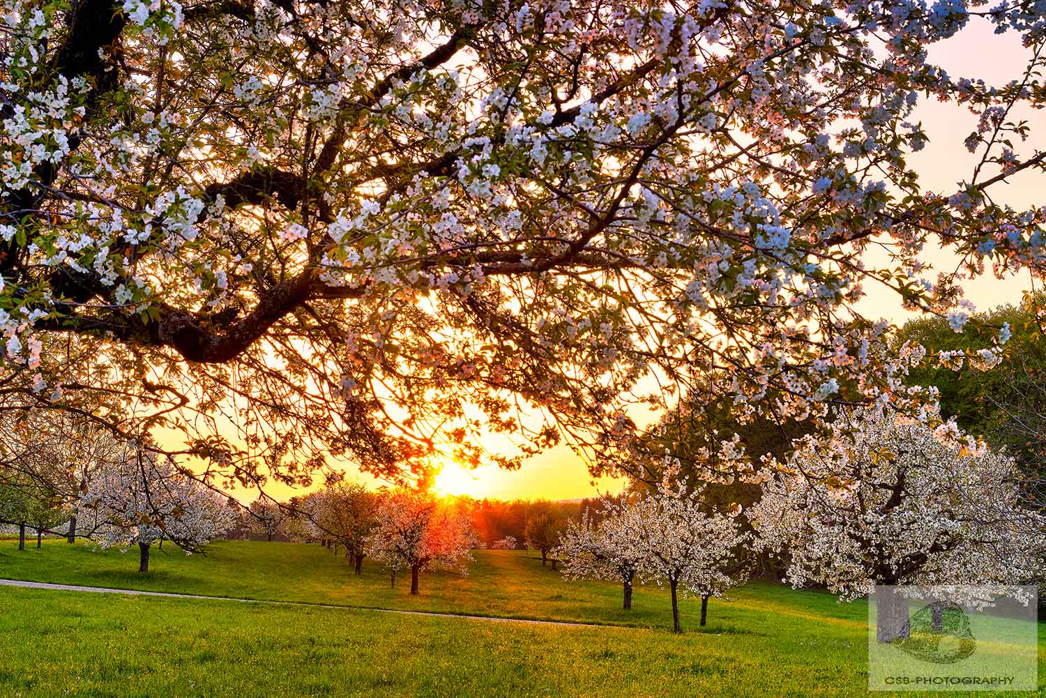 Kirschblüten