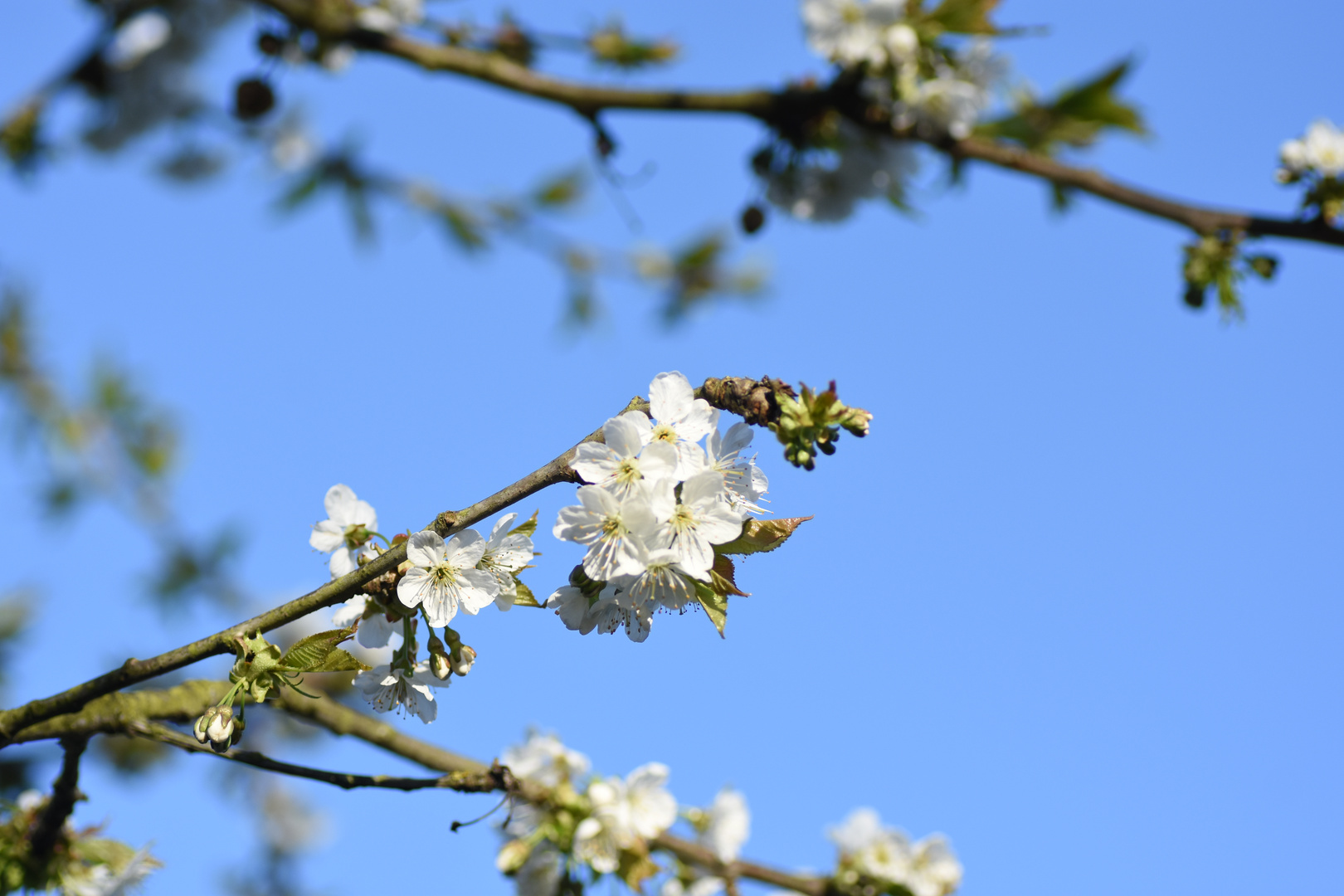 Kirschblüten...