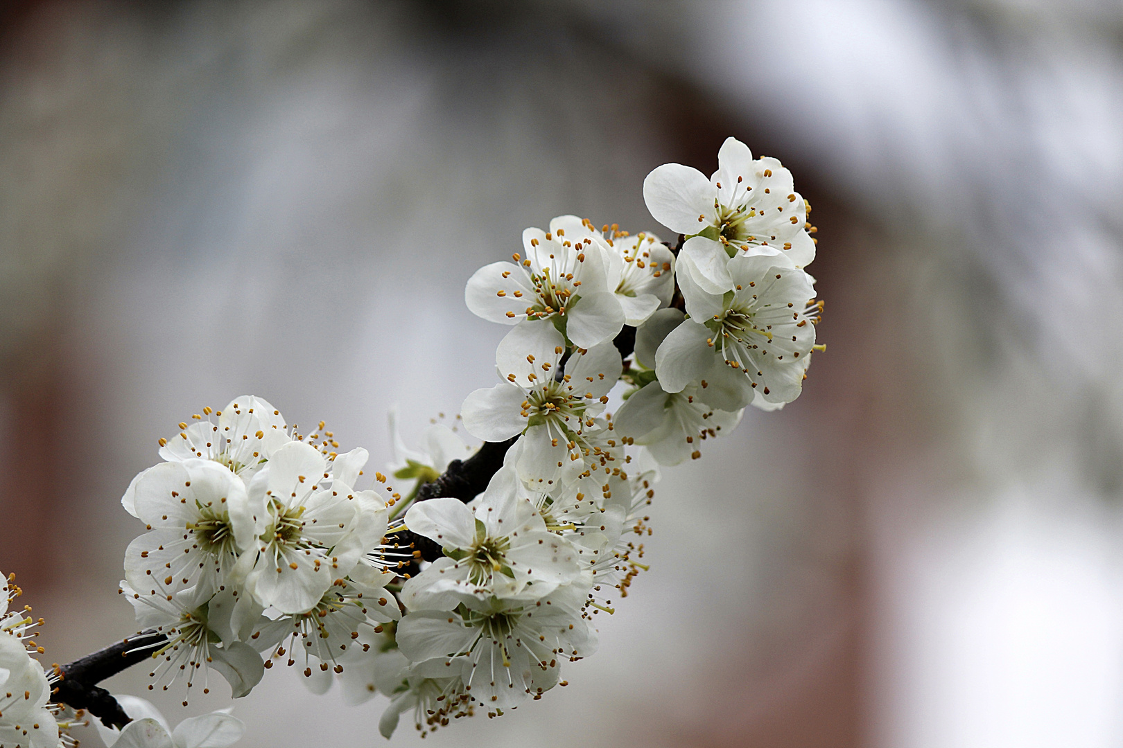 Kirschblüten