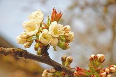 Kirschblüten