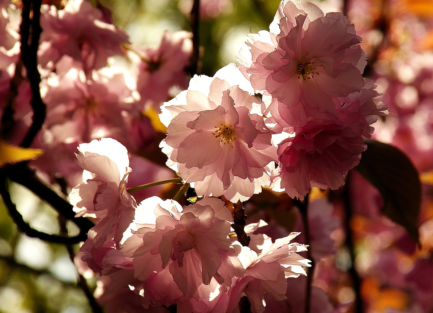 Kirschblüten