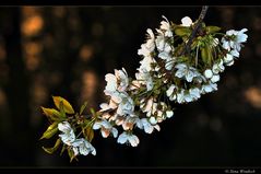 ~ Kirschblüten ~