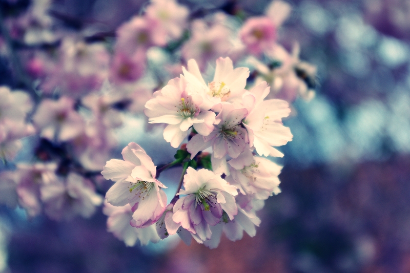 Kirschblüten