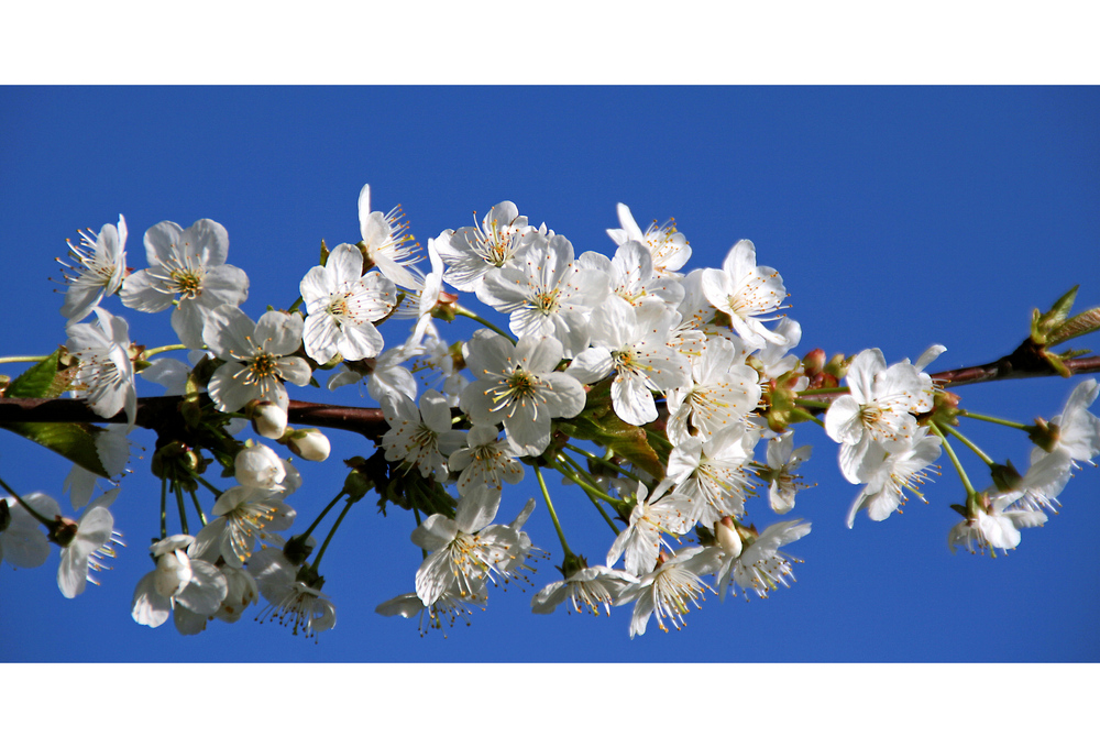 Kirschblüten