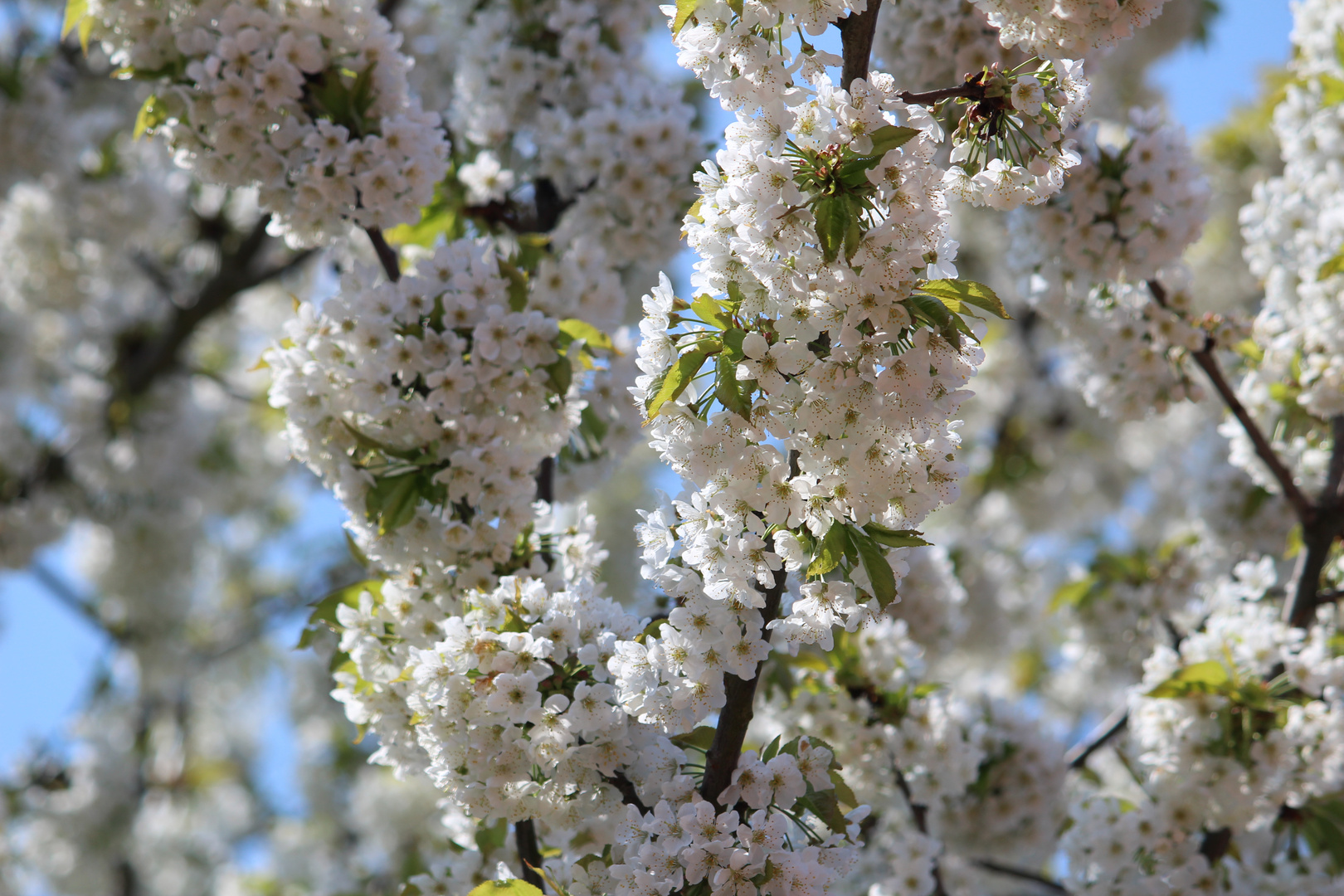 Kirschblüten