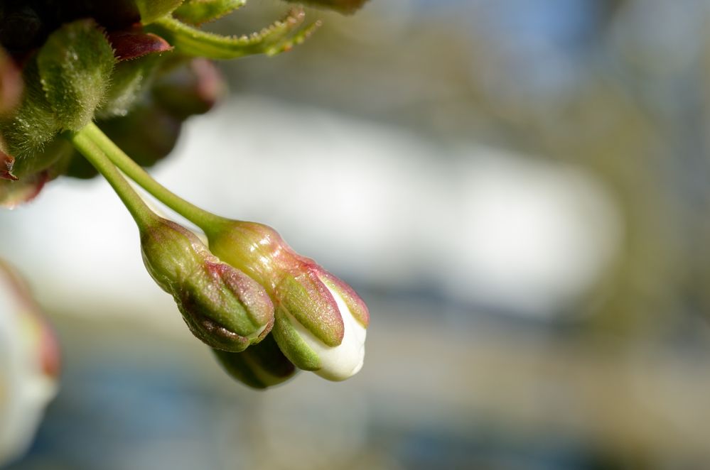 Kirschblüten 3