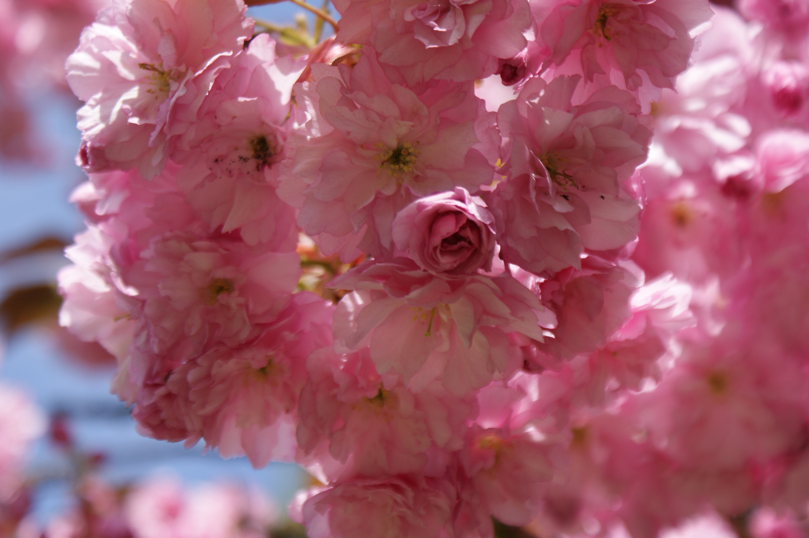 Kirschblüten 