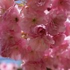 Kirschblüten <3