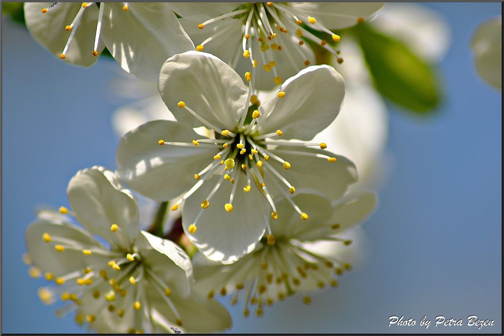 Kirschblüten 3