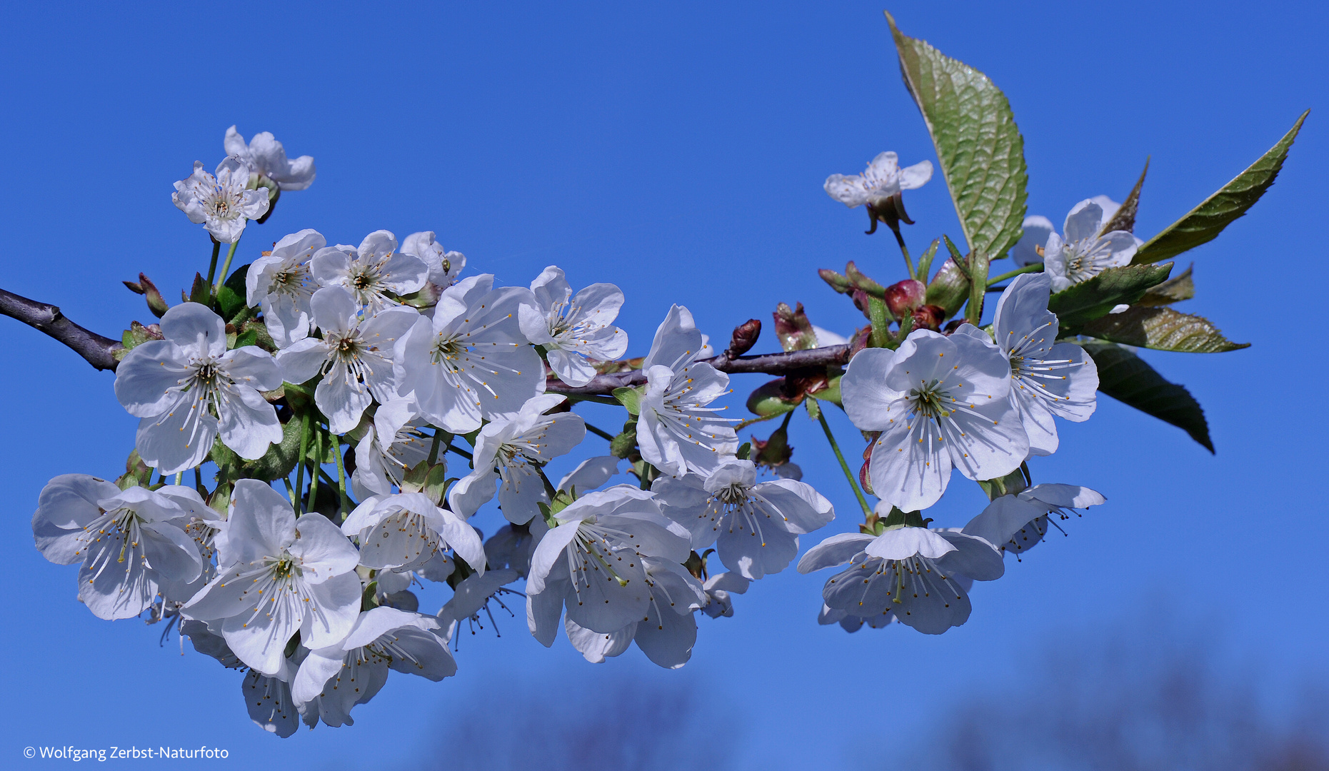 Kirschblüten Foto & Bild fotos, frühling, himmel Bilder auf
