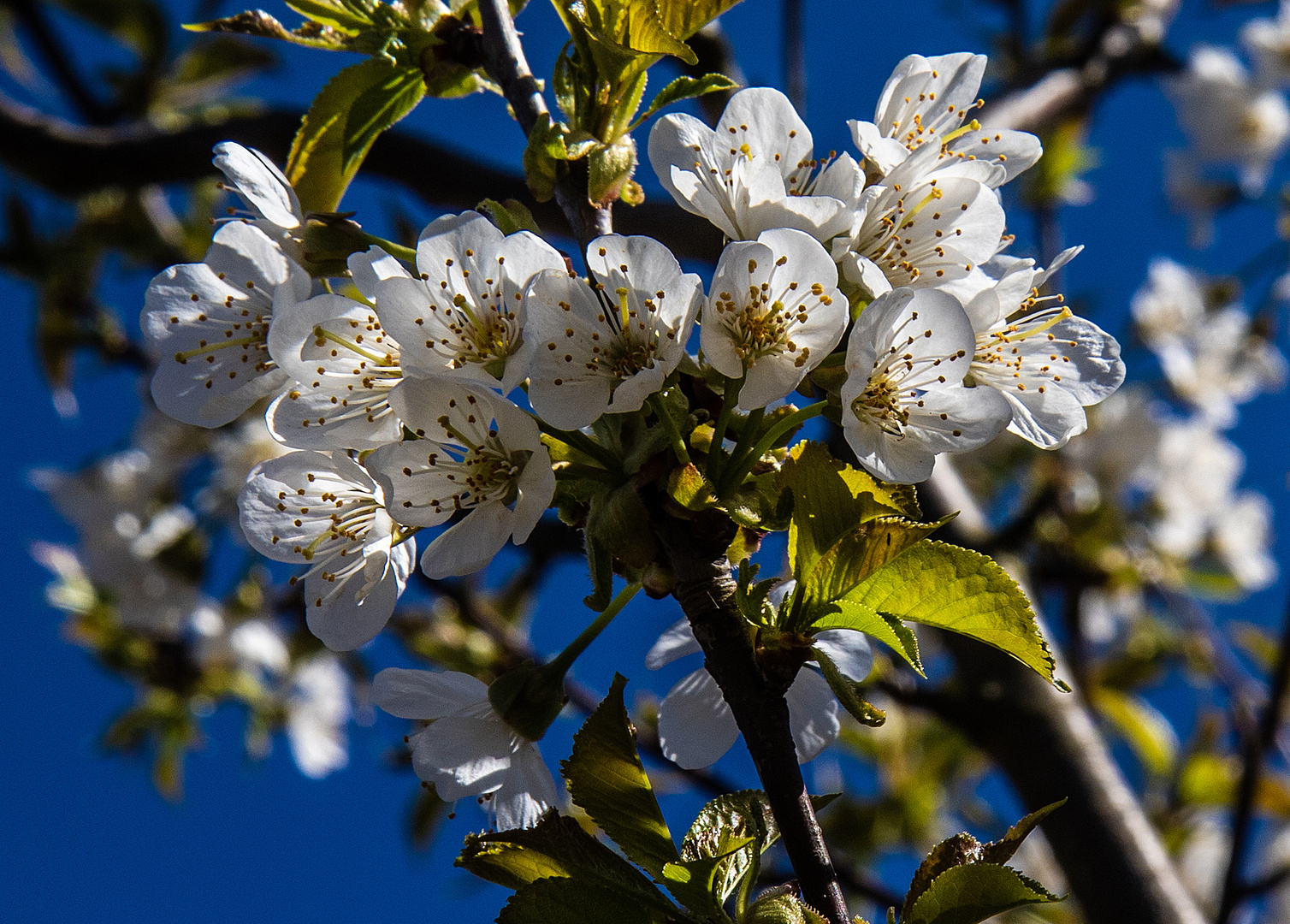 Kirschblüten 