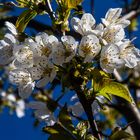 Kirschblüten 