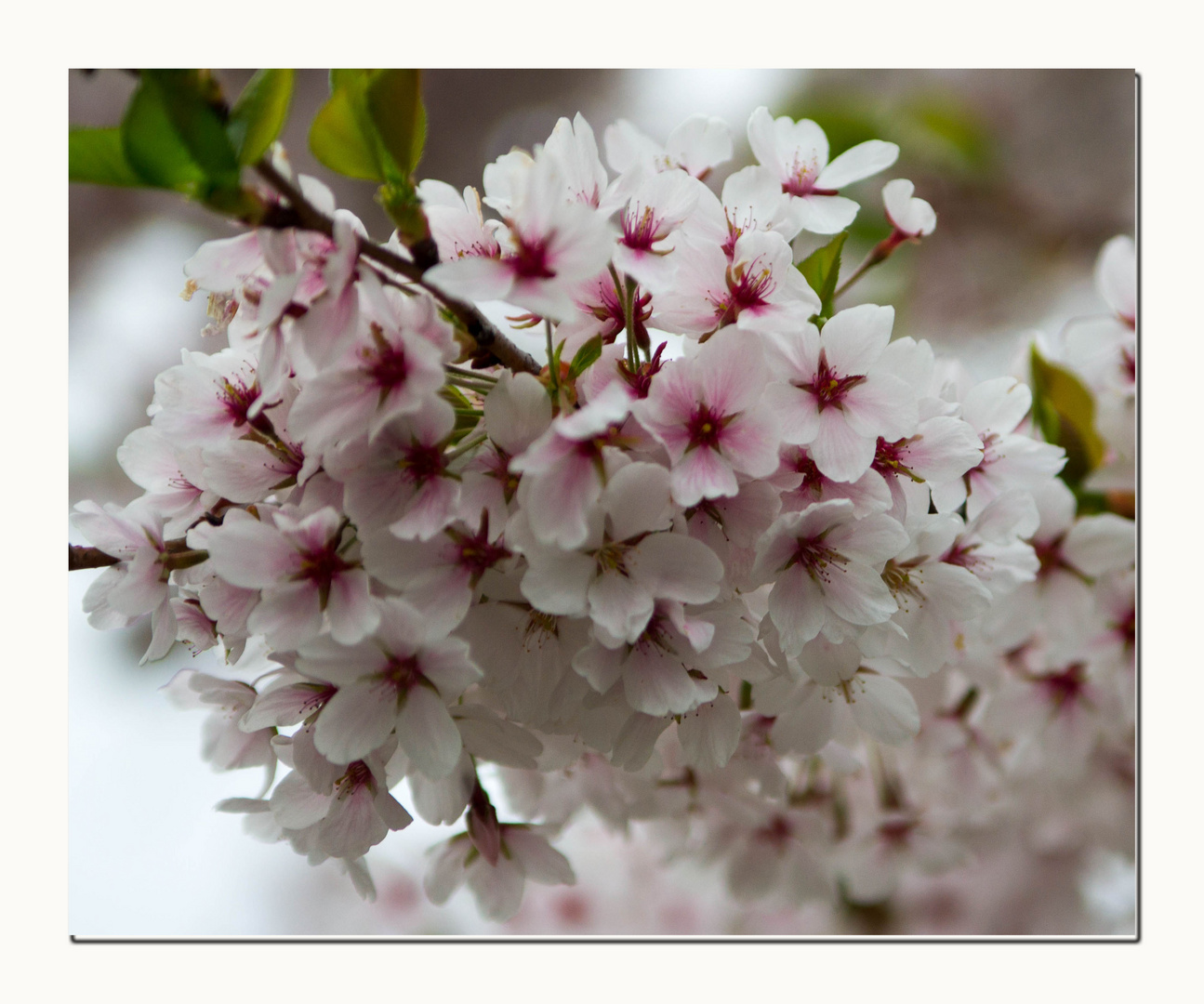 Kirschblüten