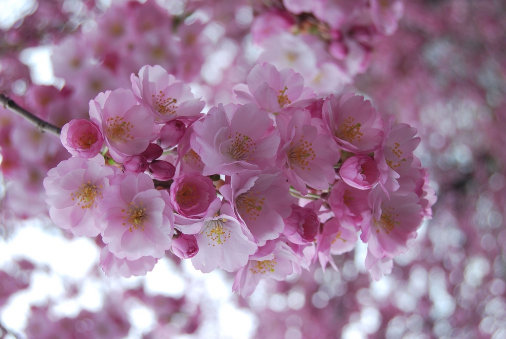 Kirschblüten