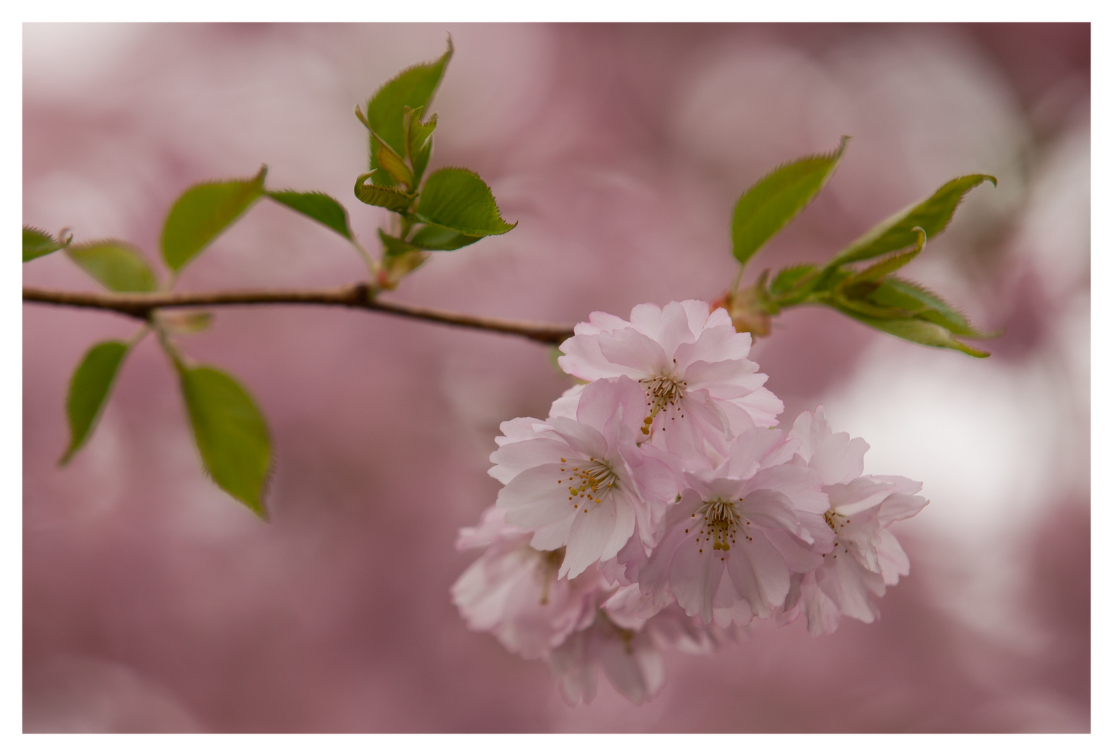 Kirschblüten